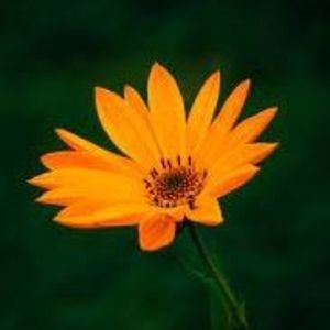 Meet your Posher, Frieda